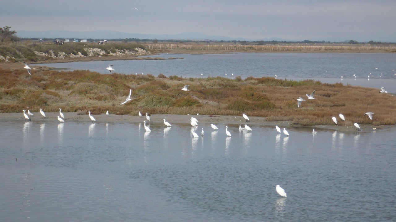 Photo of Others in Saintes-Maries-de-la-Mer