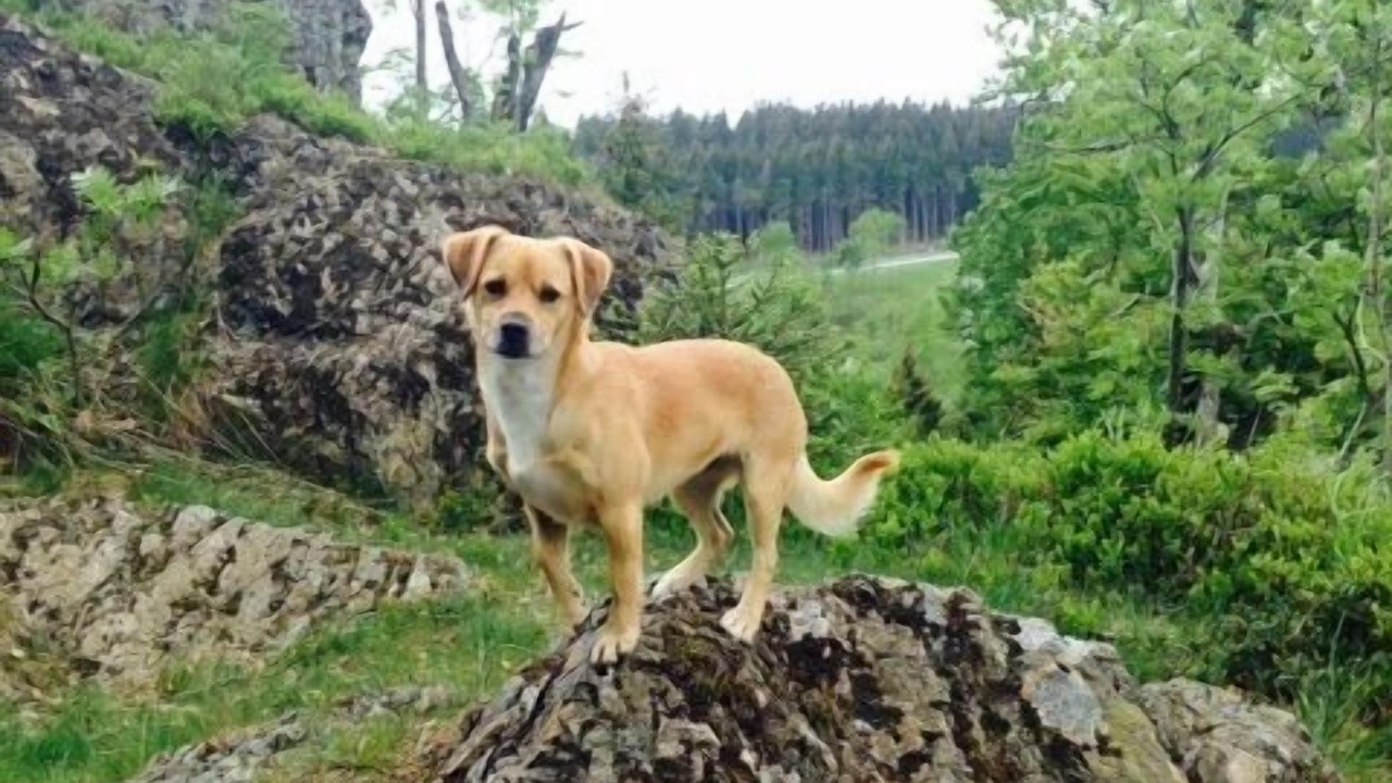 Photo of Others in Braunlage