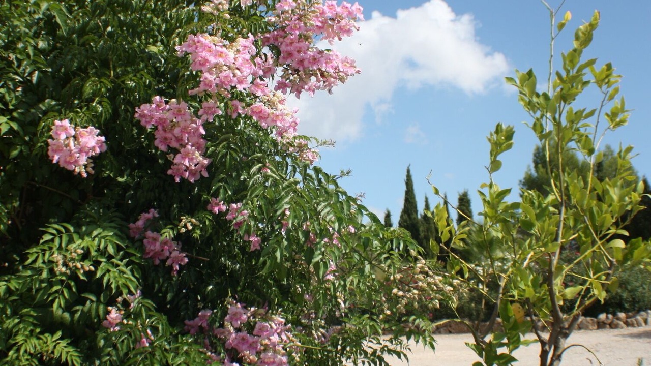 Photo of Outdoor in Felanitx