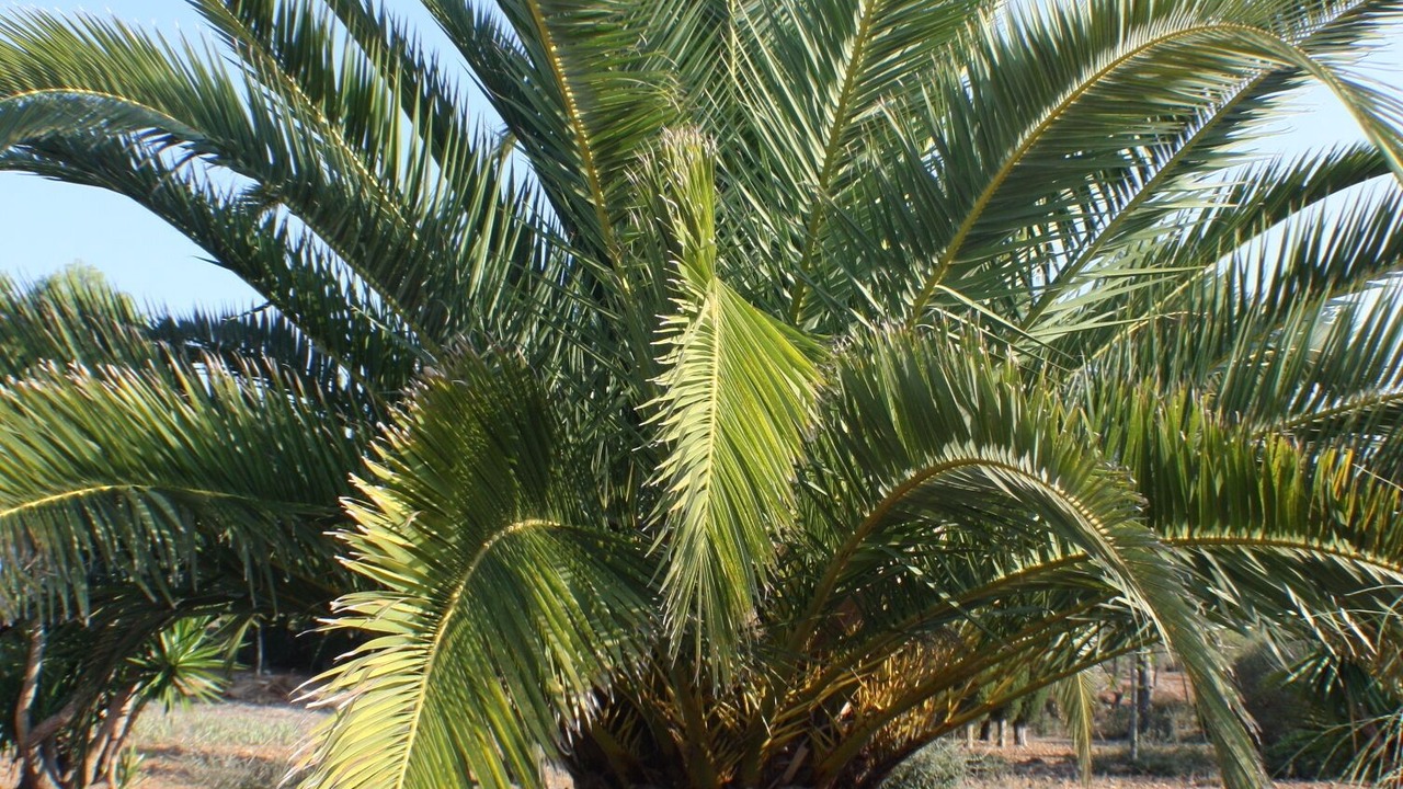 Photo of Outdoor in Felanitx
