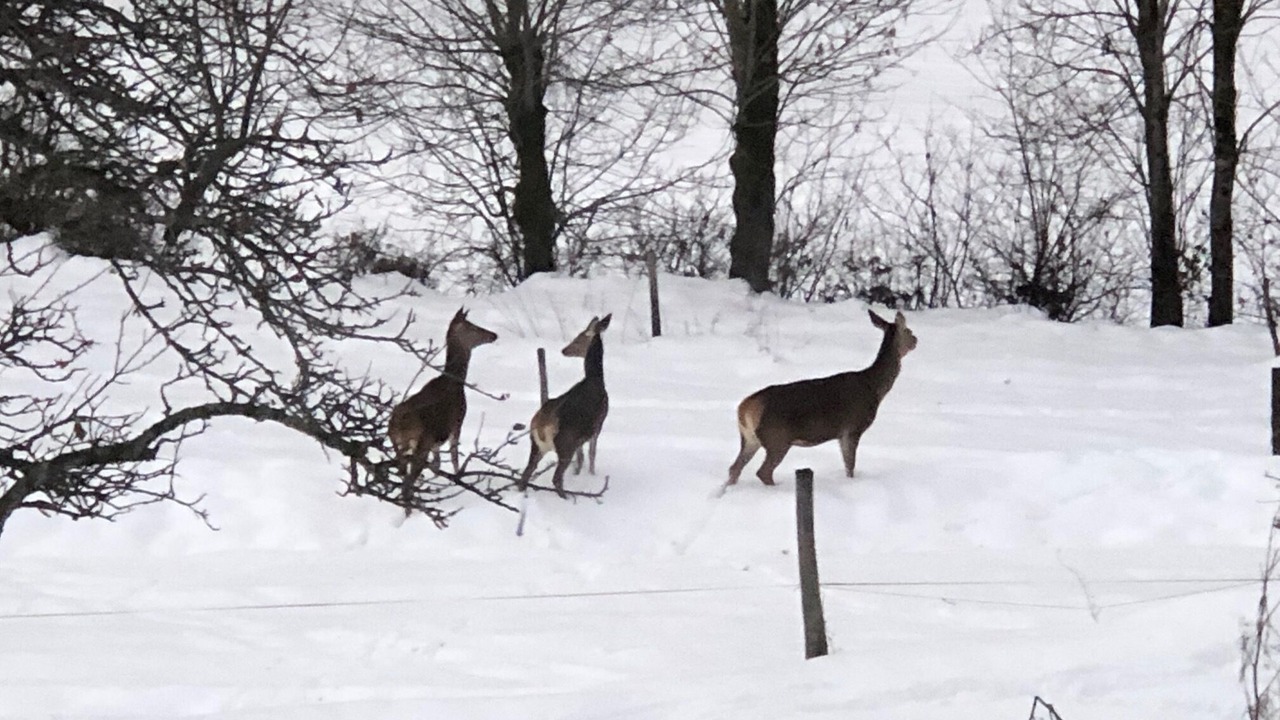 Photo of Others in Mont