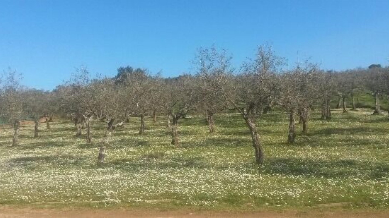 Photo of Outdoor in Pinofranqueado