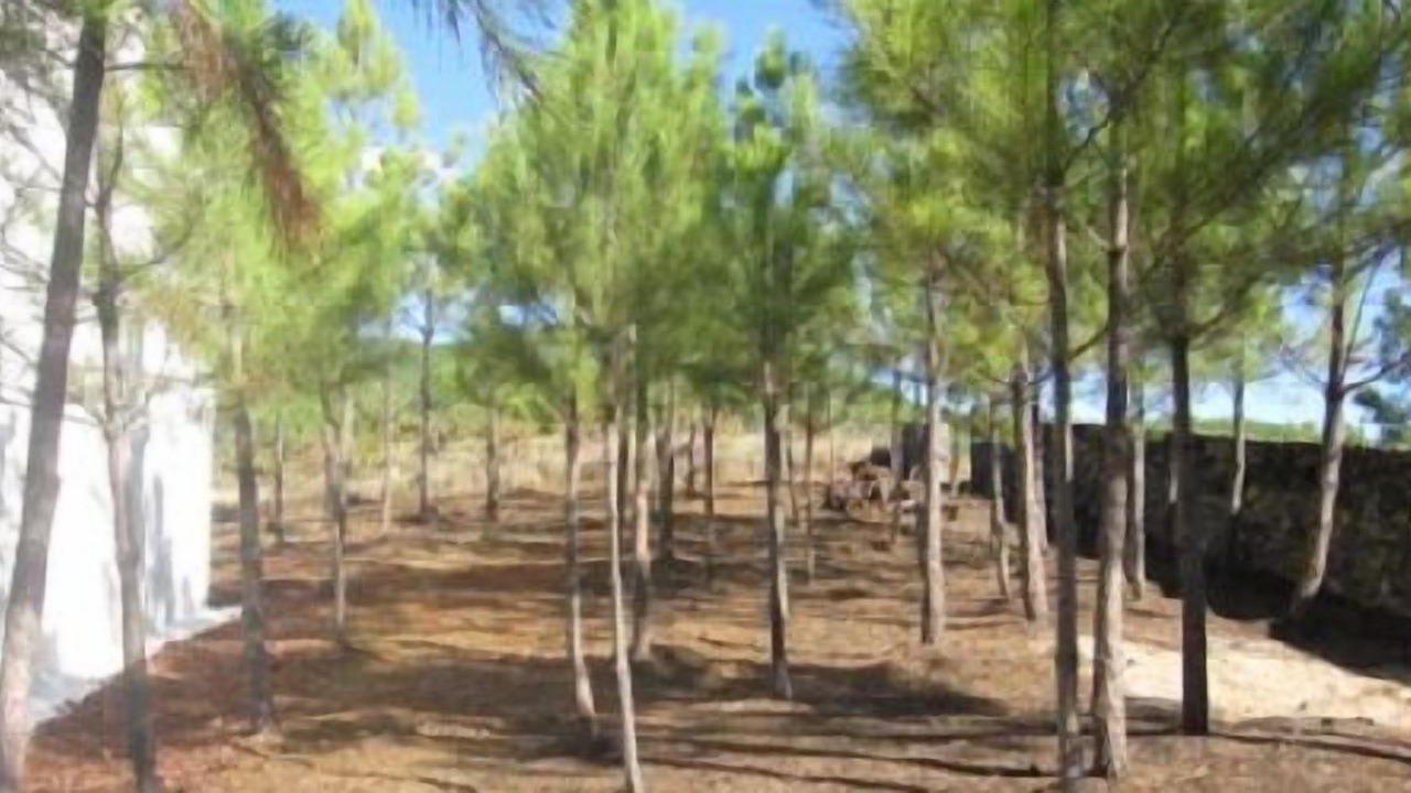 Photo of Outdoor in Pinofranqueado