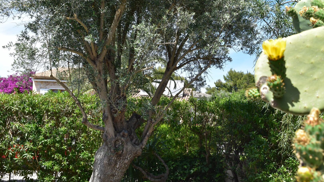 Photo of Outdoor in Cielo de Bonaire