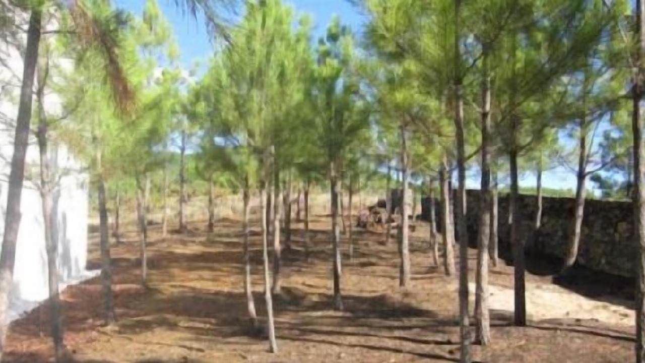 Photo of Others in Pinofranqueado