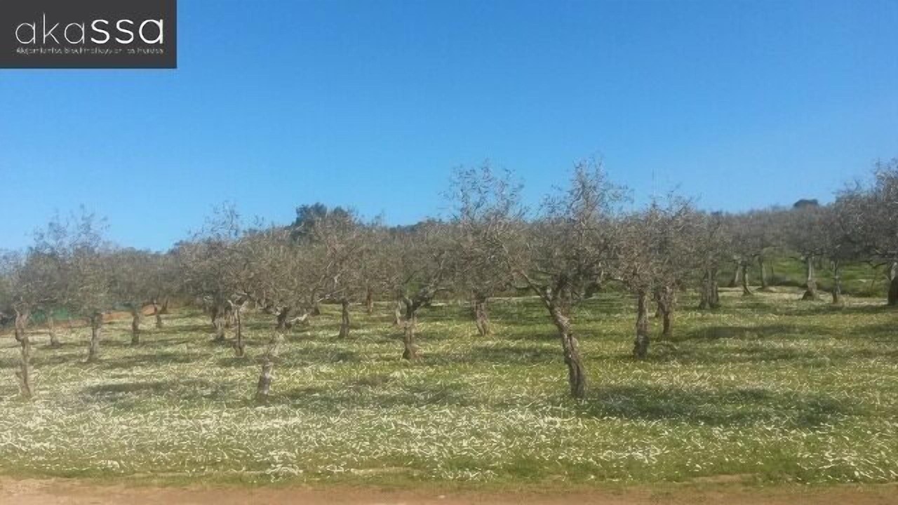 Photo of Outdoor in Pinofranqueado