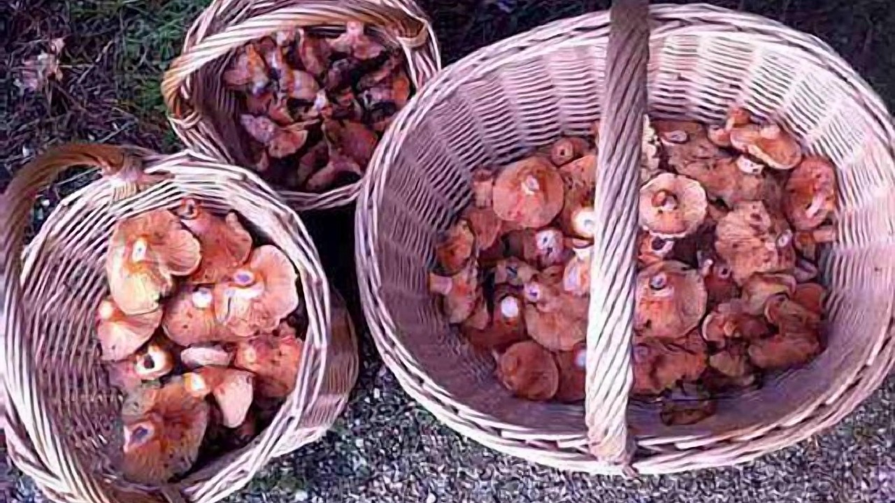 Photo of Others in Piedralaves