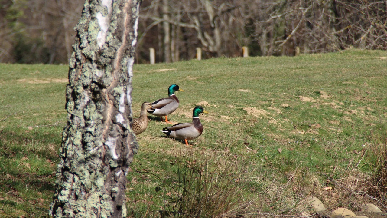 Photo of Outdoor in Begole