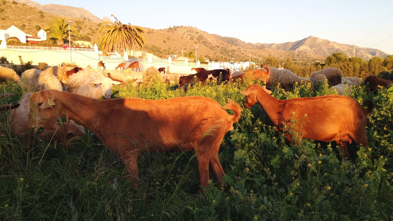 Photo of Others in Nerja