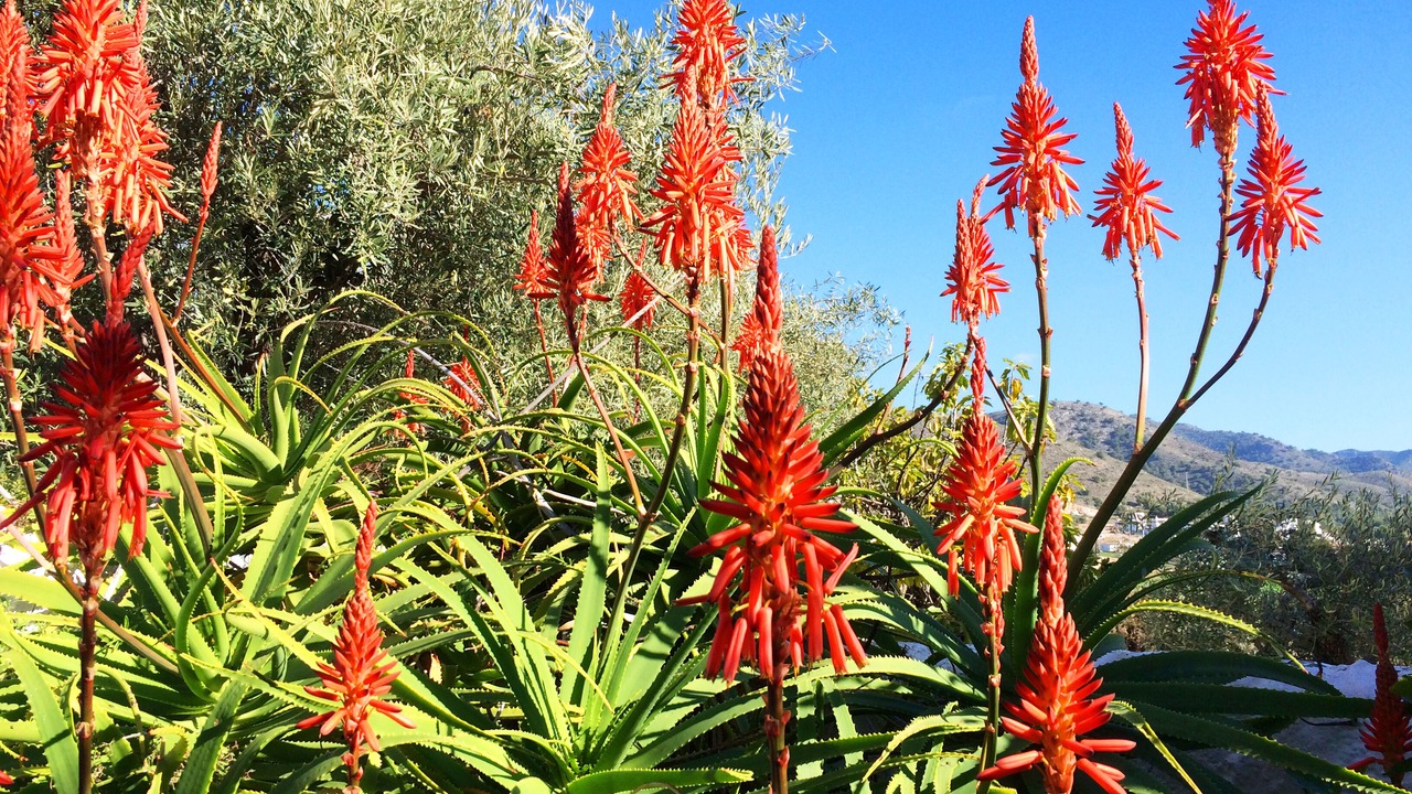 Photo of Outdoor in Nerja