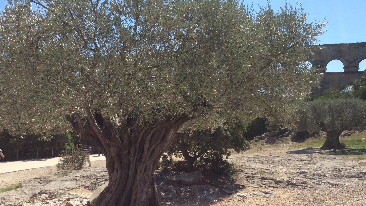 Photo of Outdoor in Collias
