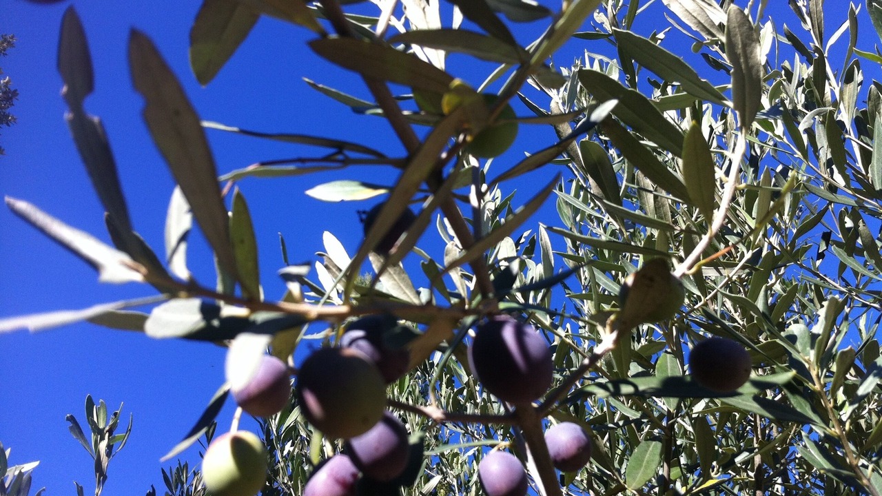 Photo of Outdoor in Garrigues-Sainte-Eulalie