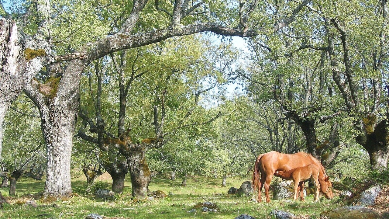 Photo of Outdoor in Cabezabellosa