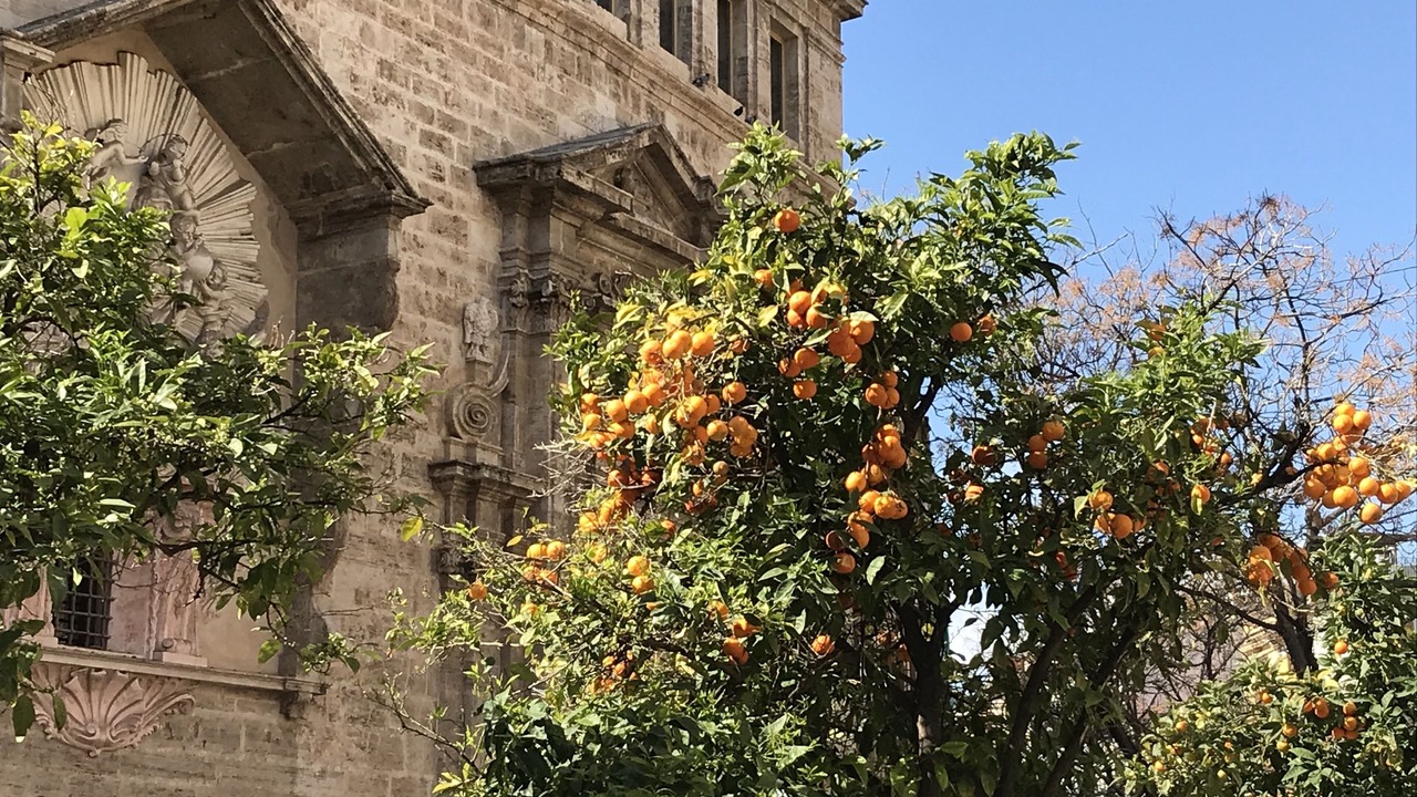 Photo of Outdoor in El Botanic