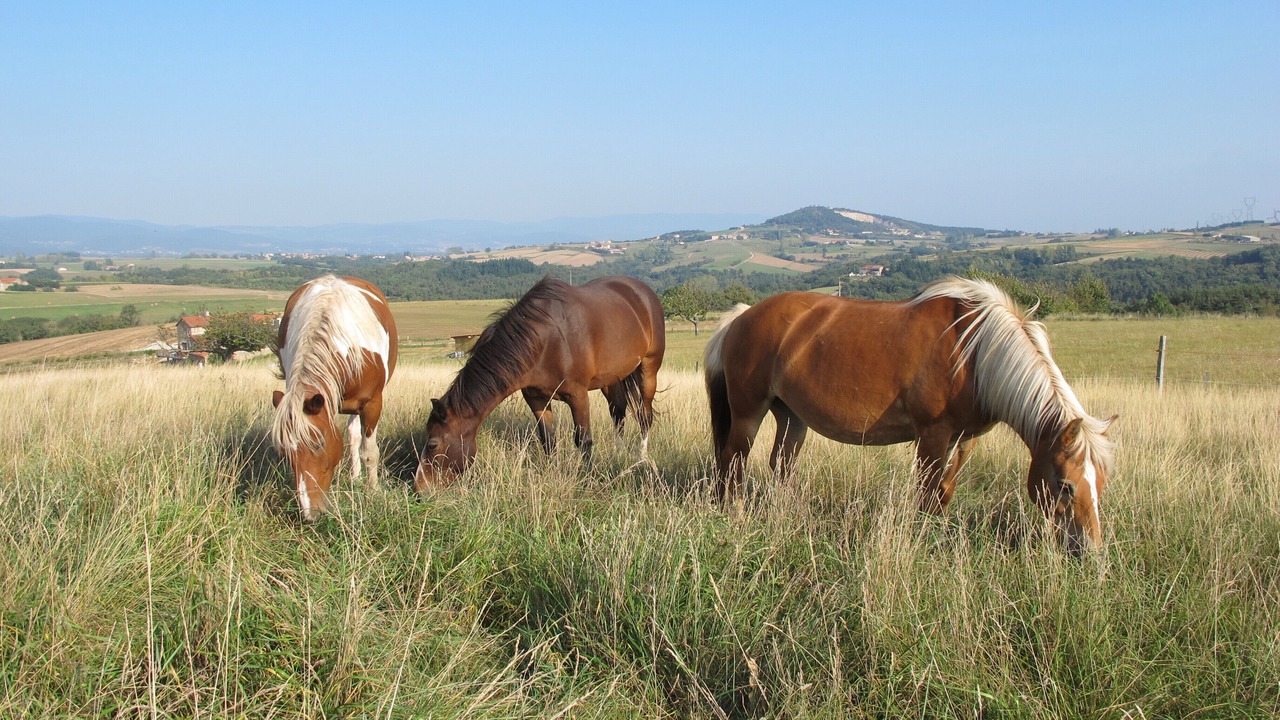 Photo of Outdoor in Cheminas
