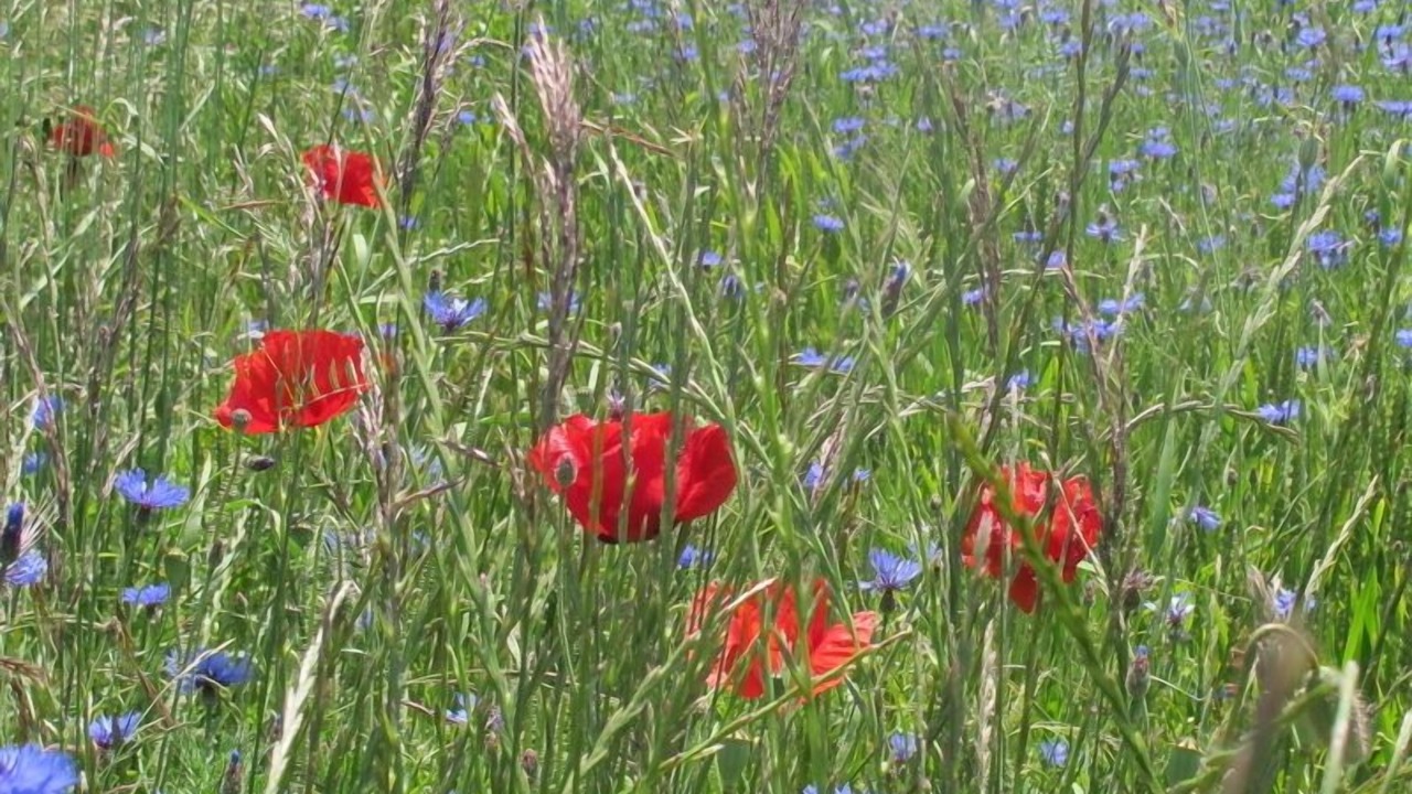 Photo of Outdoor in Cheminas