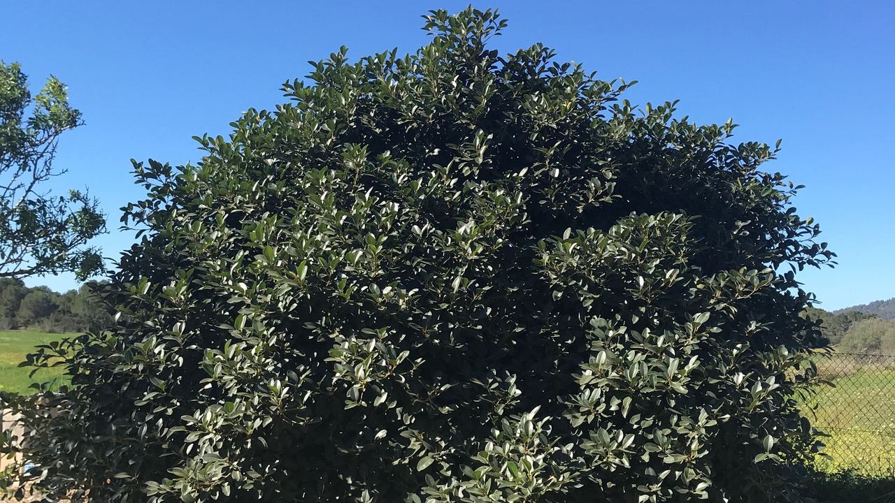 Photo of Outdoor in Sant Josep de sa Talaia