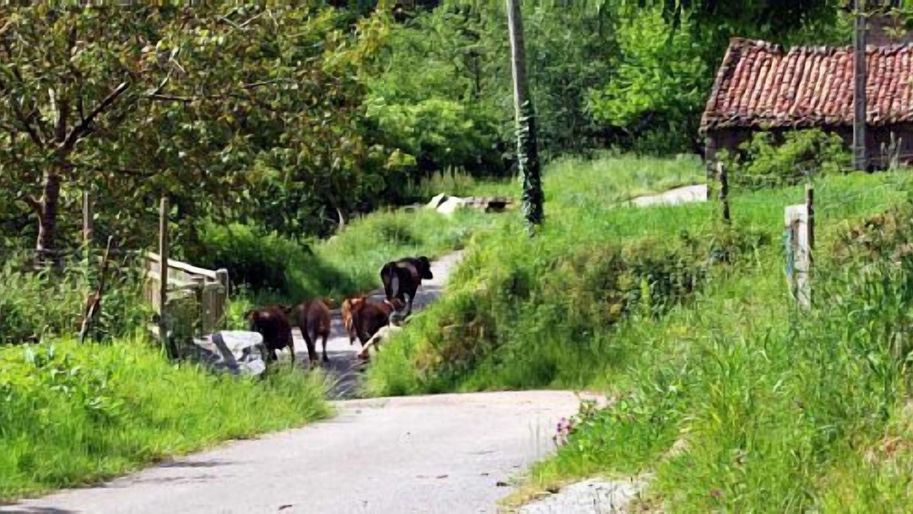 Photo of Outdoor in Valdaliga
