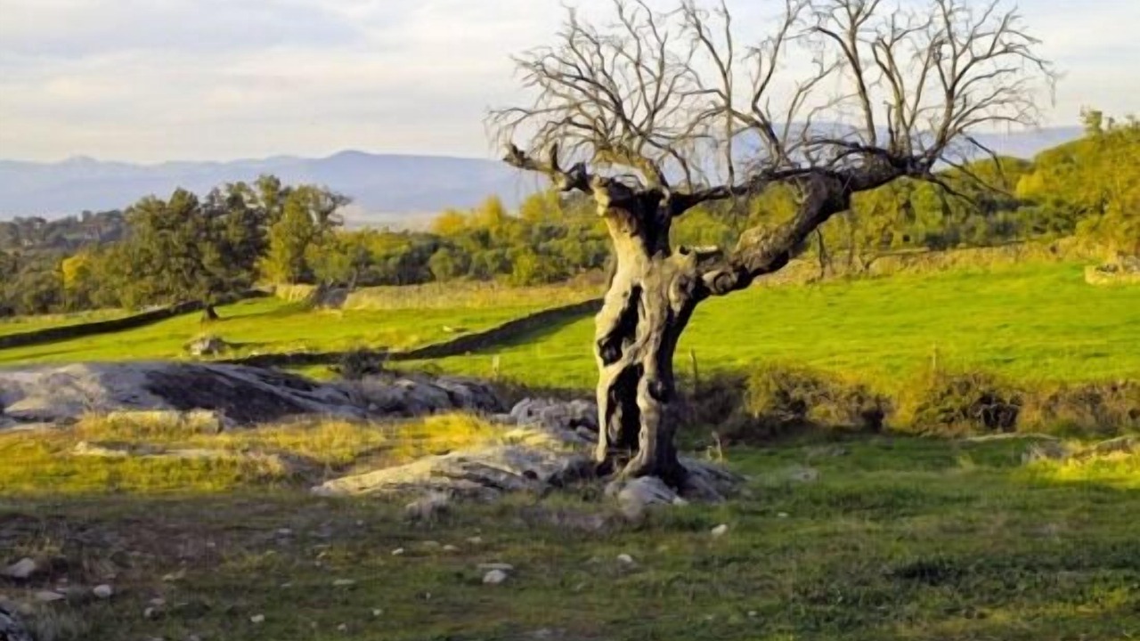 Photo of Others in Jarilla