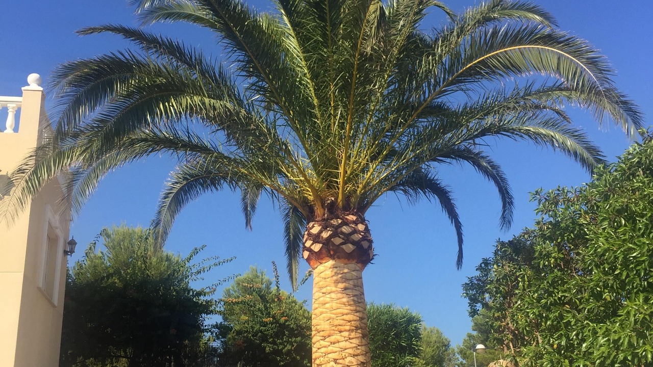 Photo of Outdoor in Alcossebre