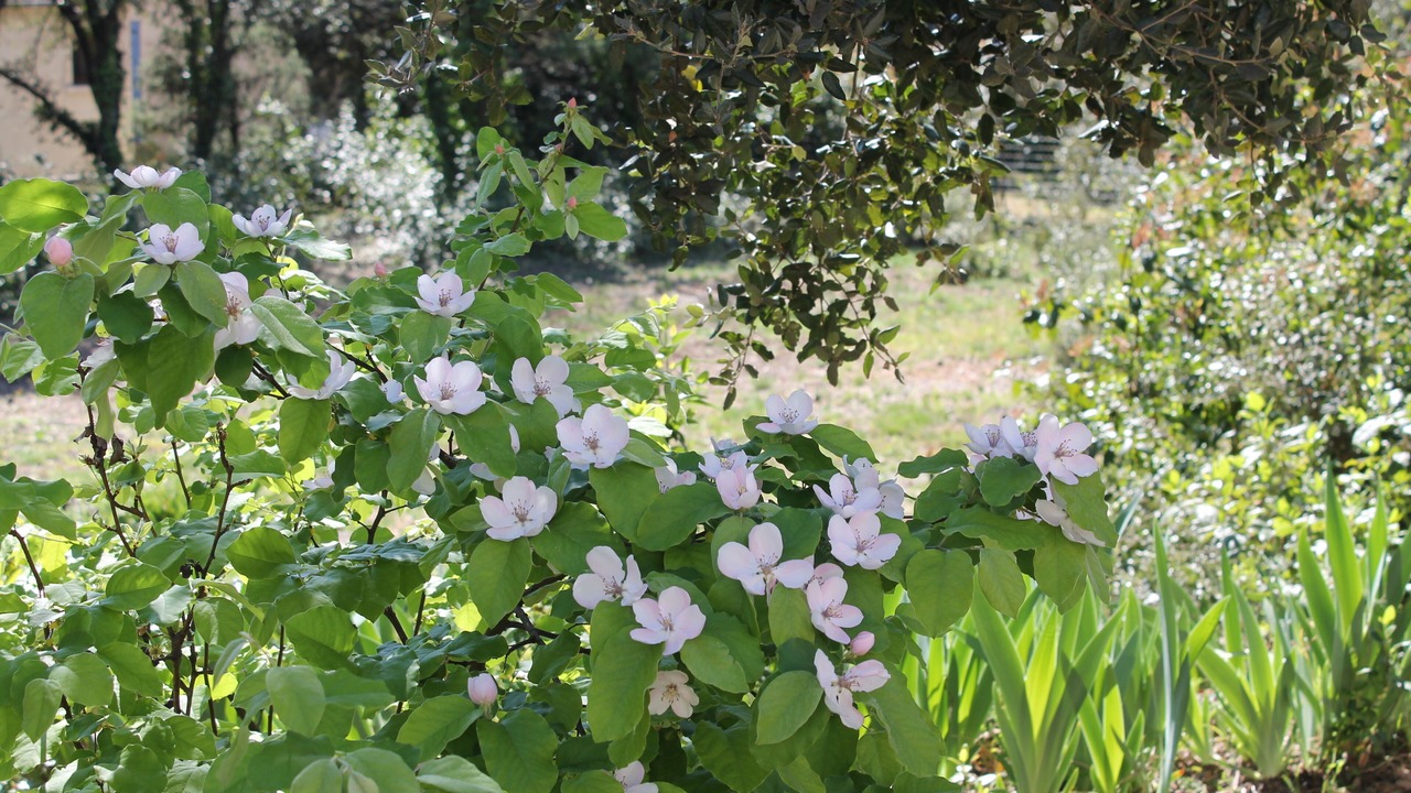 Photo of Outdoor in Garrigues-Sainte-Eulalie