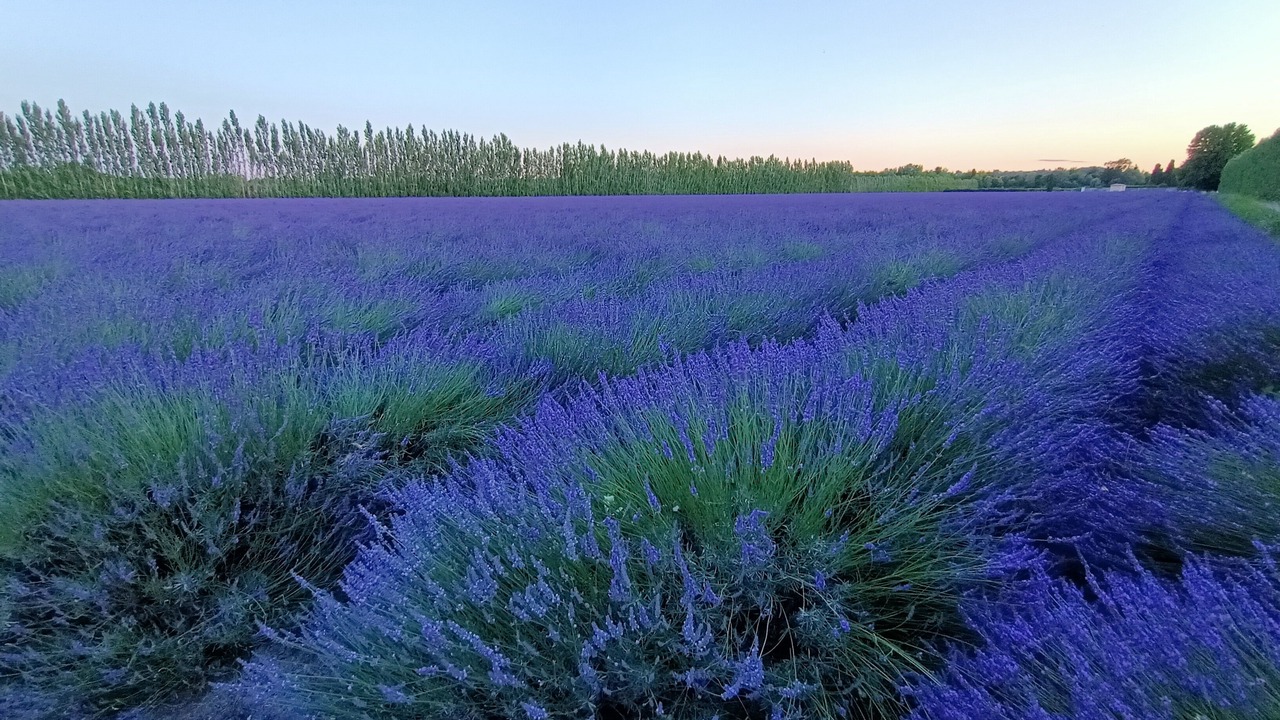 Photo of Outdoor in Le Thor