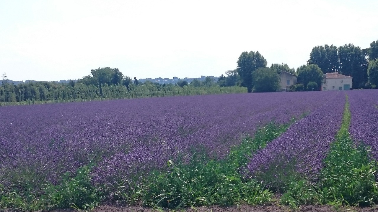 Photo of Outdoor in Le Thor