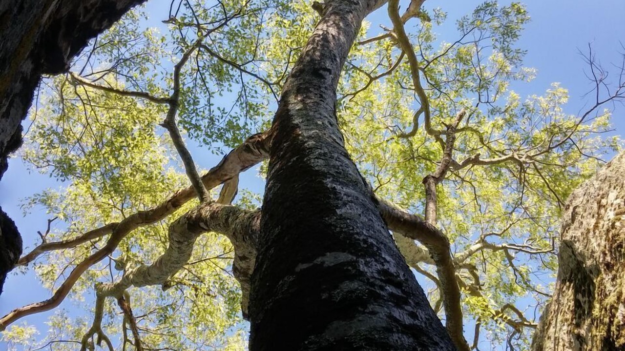Photo of Outdoor in La Capelle-et-Masmolene