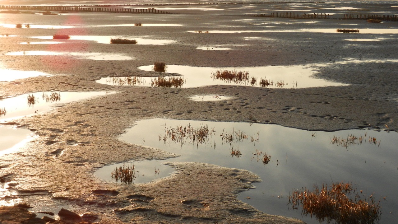 Photo of Others in Friedrichskoog-Spitze