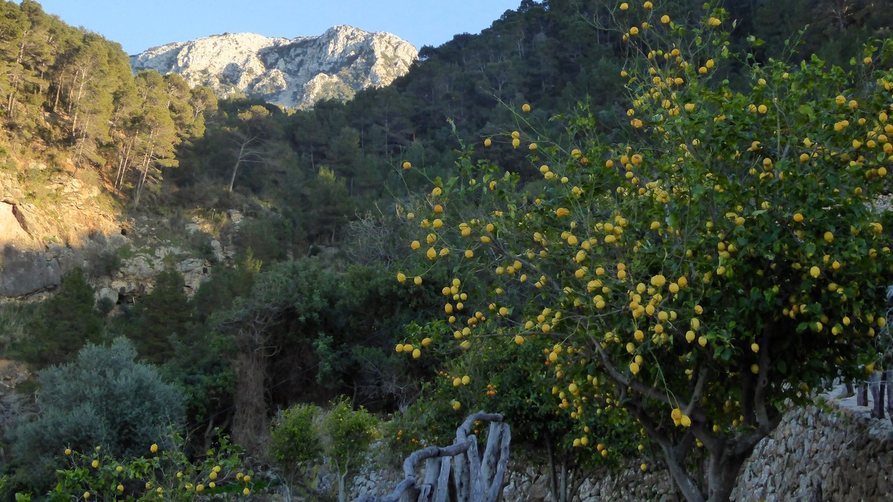 Photo of Outdoor in Banyalbufar