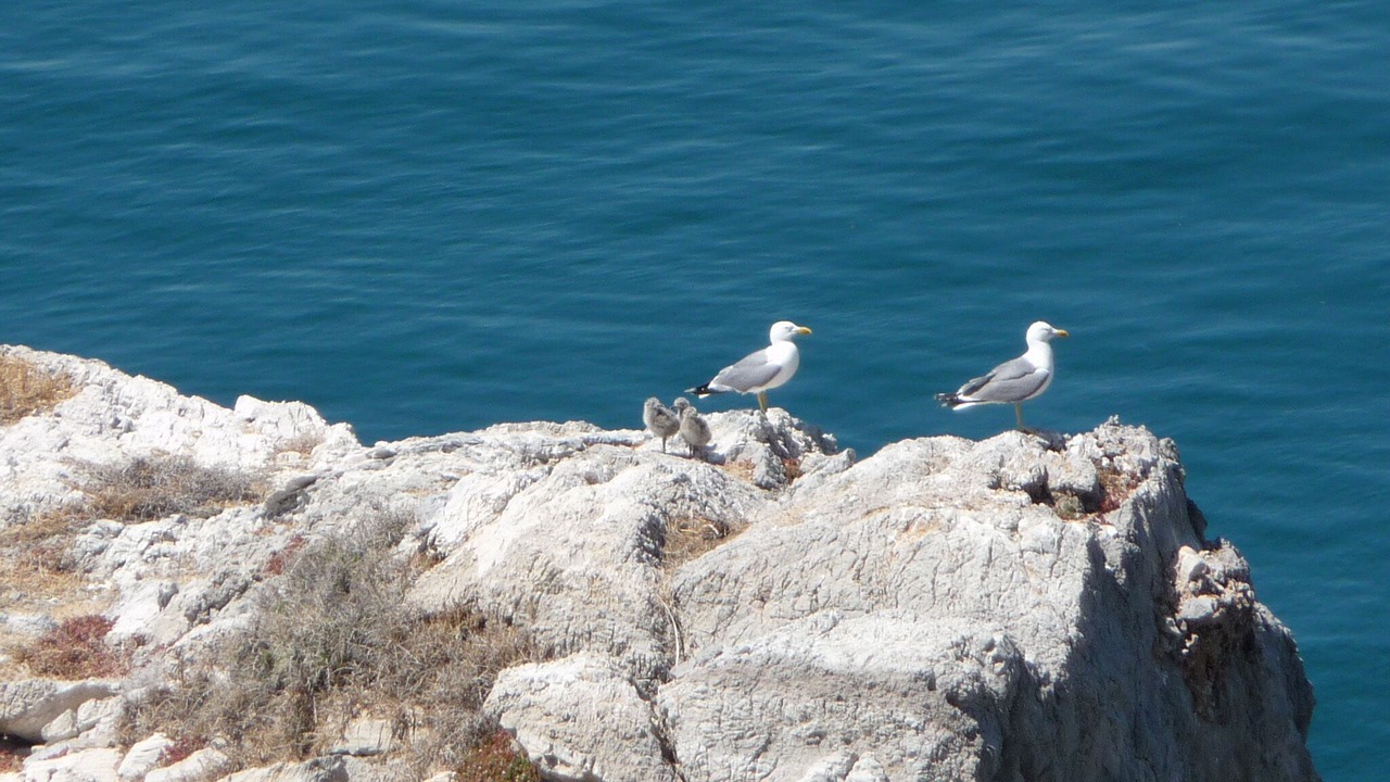Photo of Others in Torrox