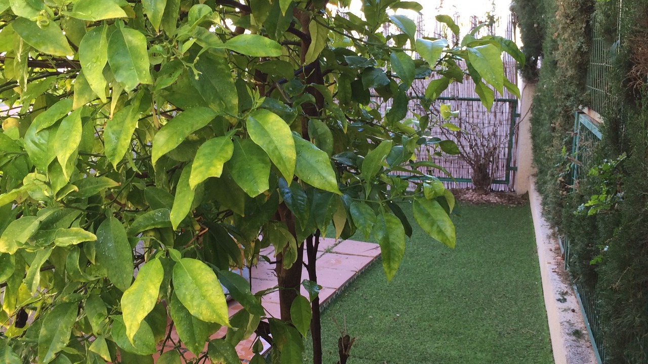 Photo of Outdoor in Los Altos