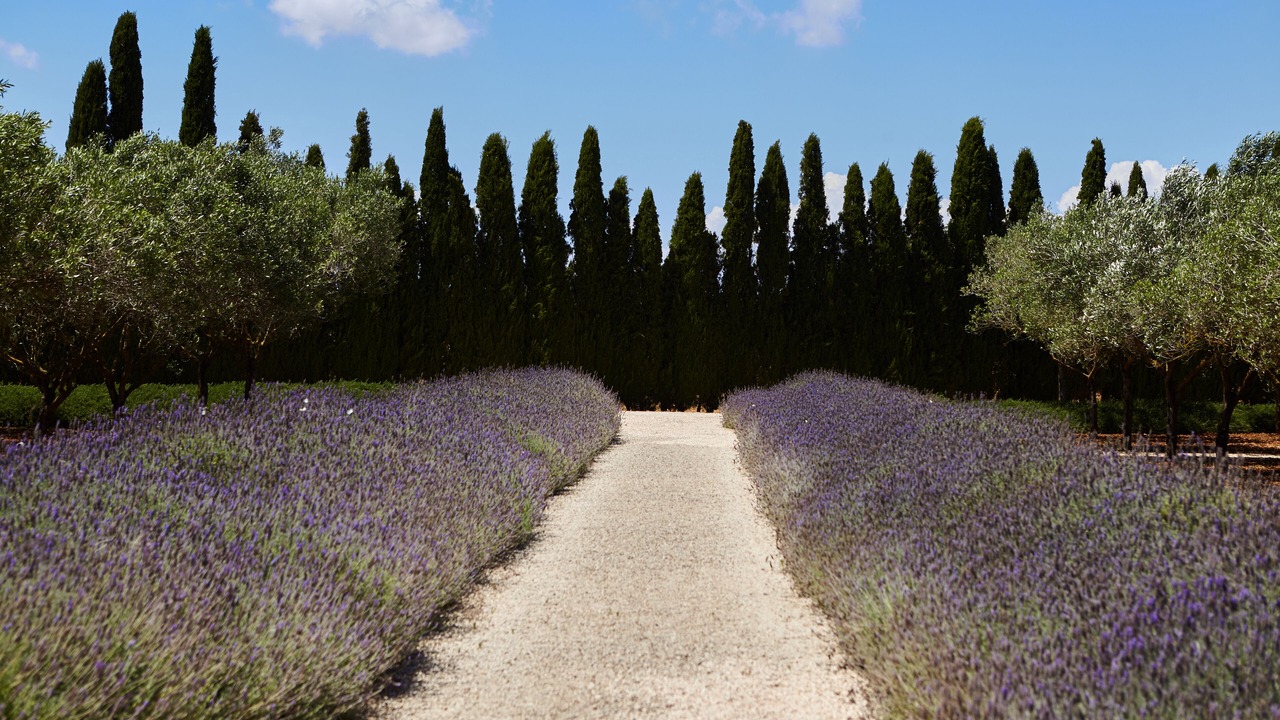 Photo of Outdoor in Campos