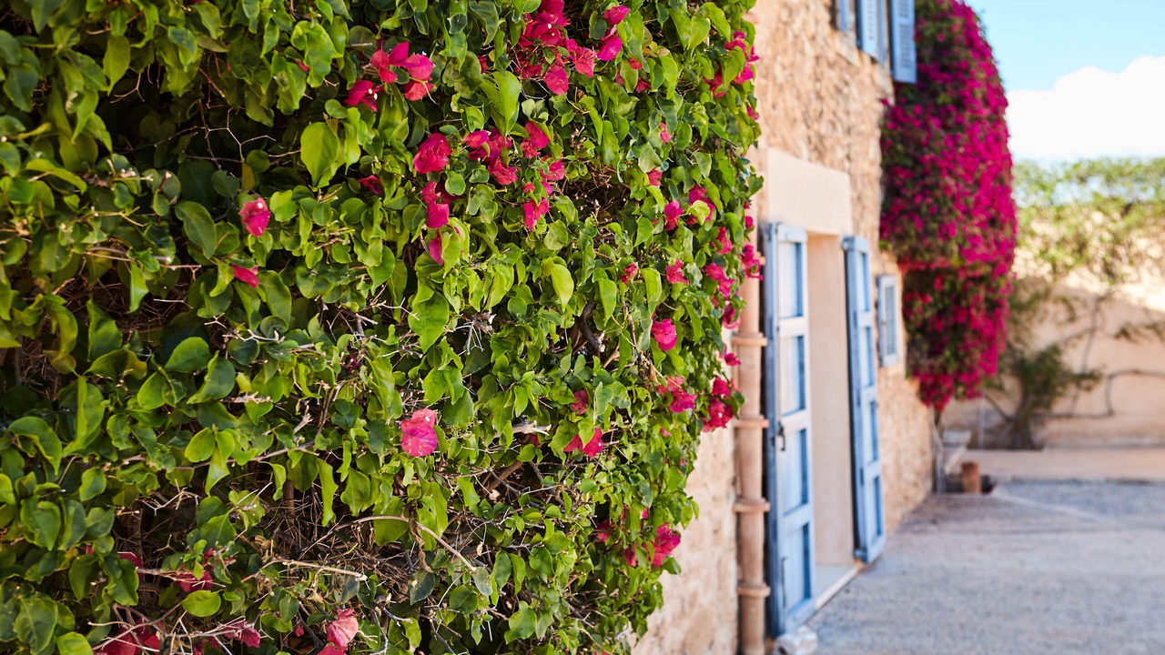 Photo of Outdoor in Campos