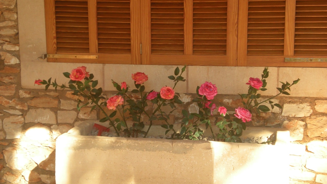Photo of Outdoor in Felanitx
