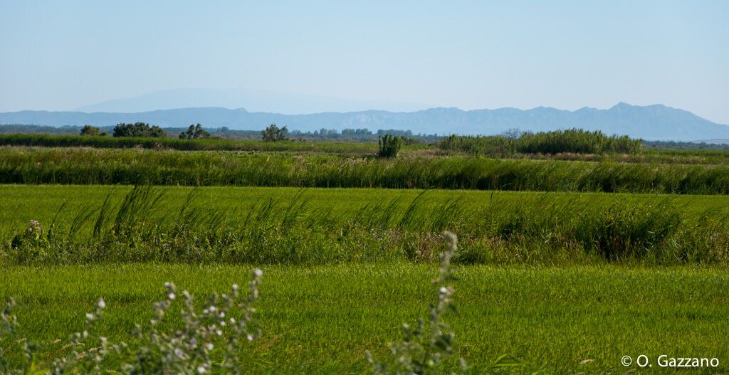 Photo of Outdoor in Port-Saint-Louis-du-Rhone