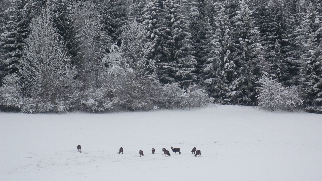 Photo of Others in Malbuisson
