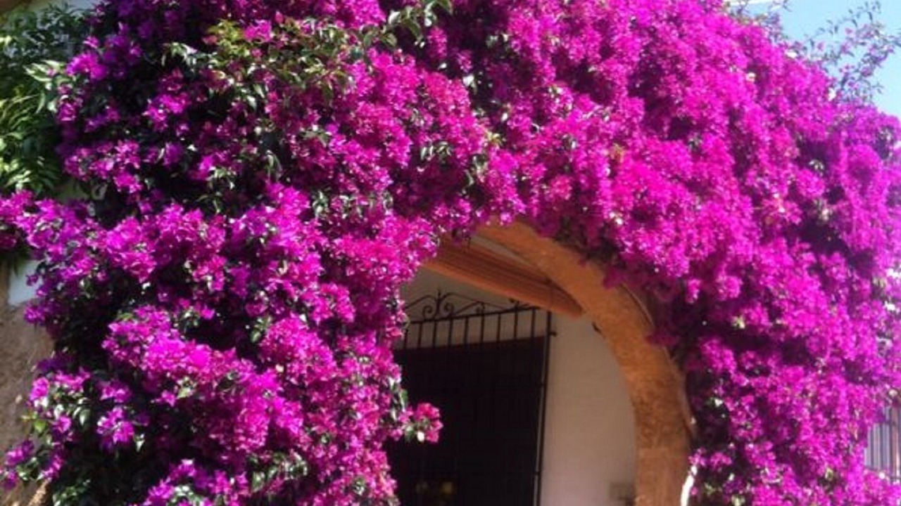 Photo of Outdoor in El Tosalet