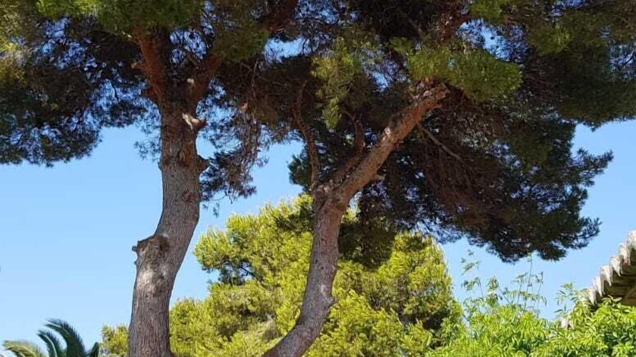 Photo of Outdoor in El Tosalet