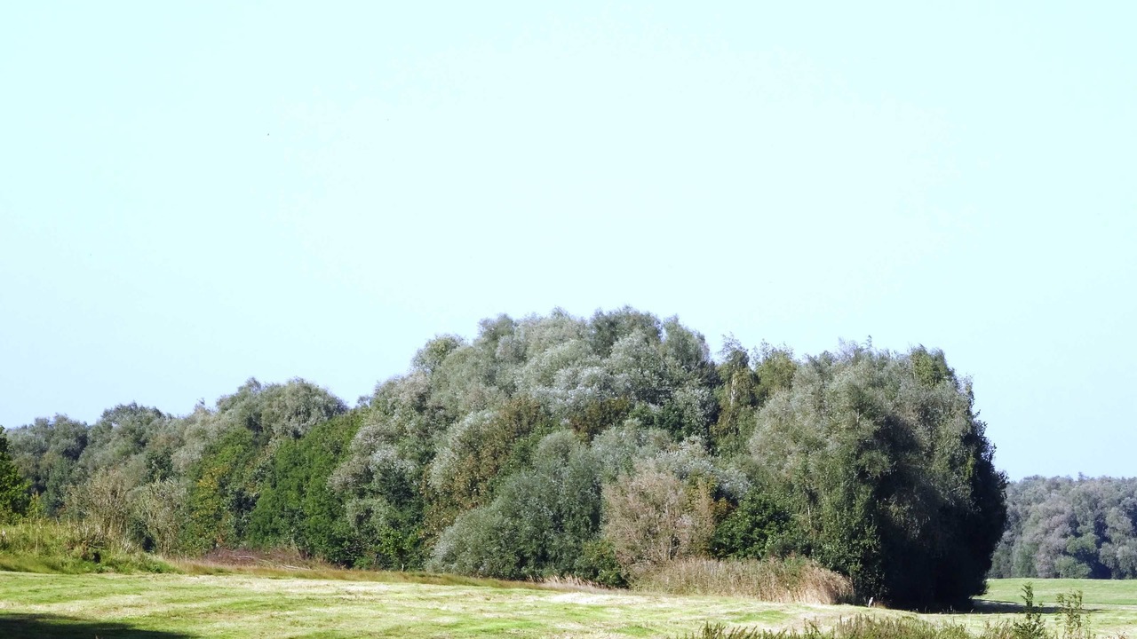 Photo of Others in Glueckstadt