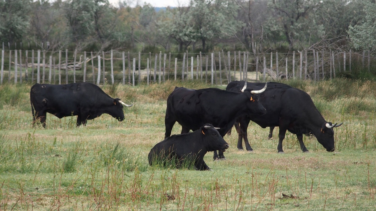 Photo of Outdoor in Marsillargues