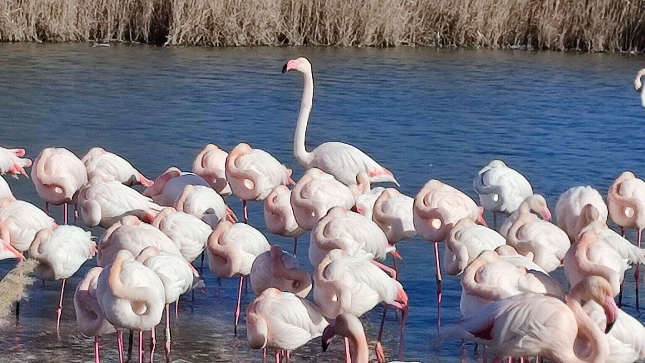 Photo of Others in Marsillargues