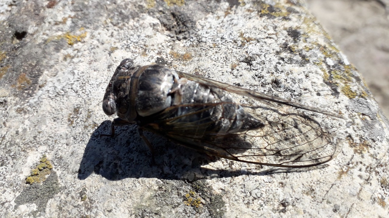 Photo of Others in Marsillargues