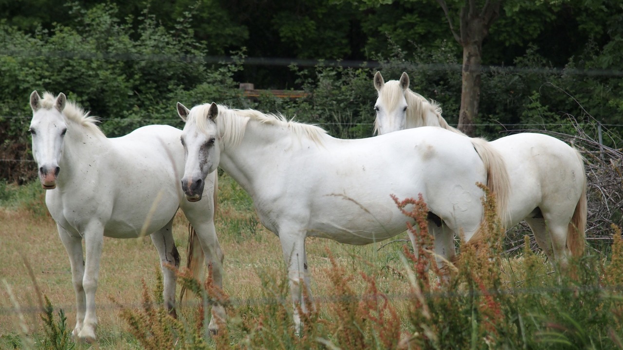 Photo of Others in Marsillargues