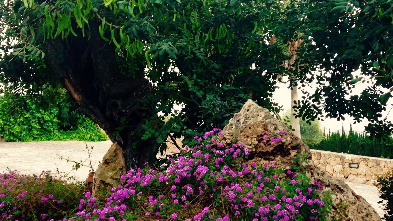 Photo of Outdoor in Son Gual