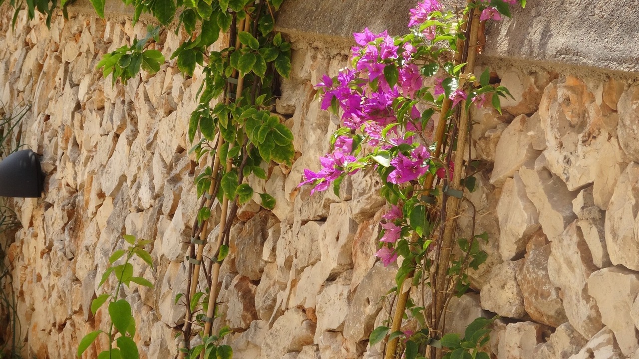 Photo of Outdoor in Portocolom