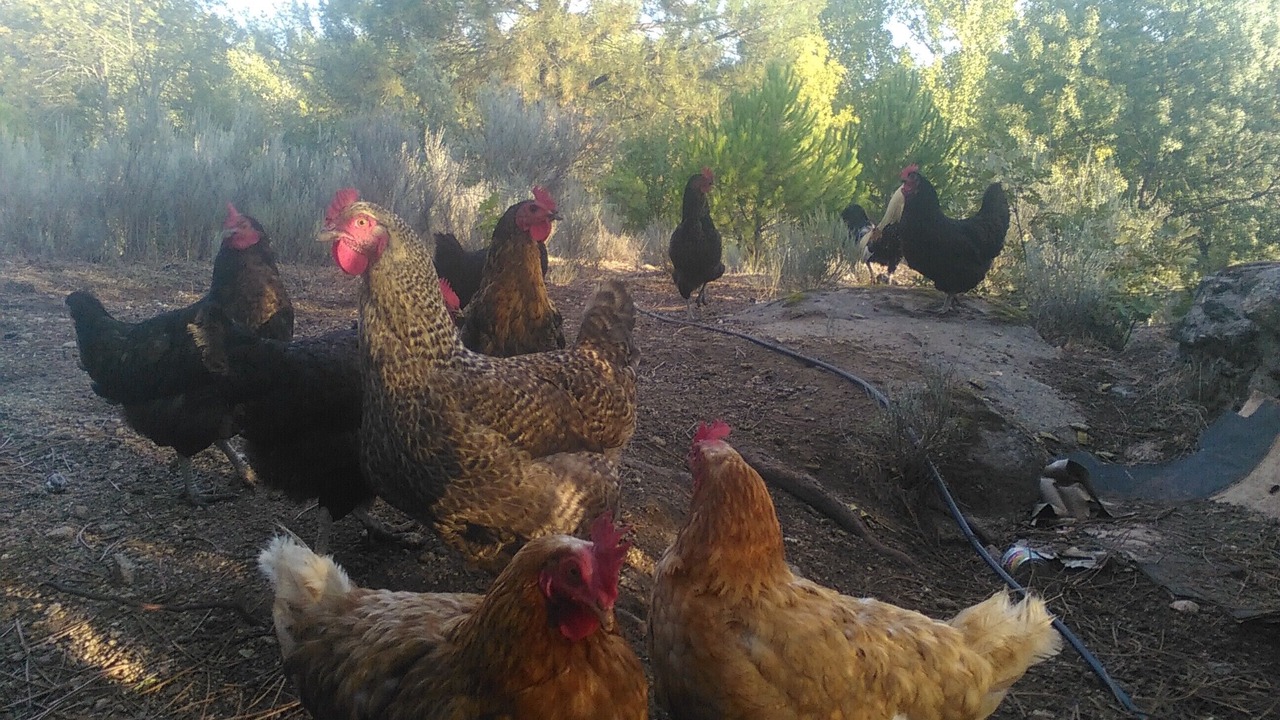 Photo of Outdoor in Navaluenga