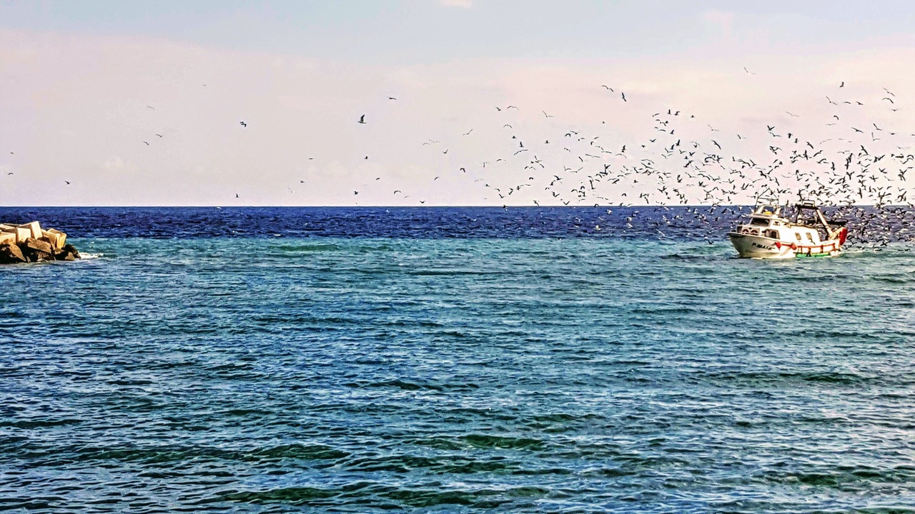 Photo of Others in Algarrobo