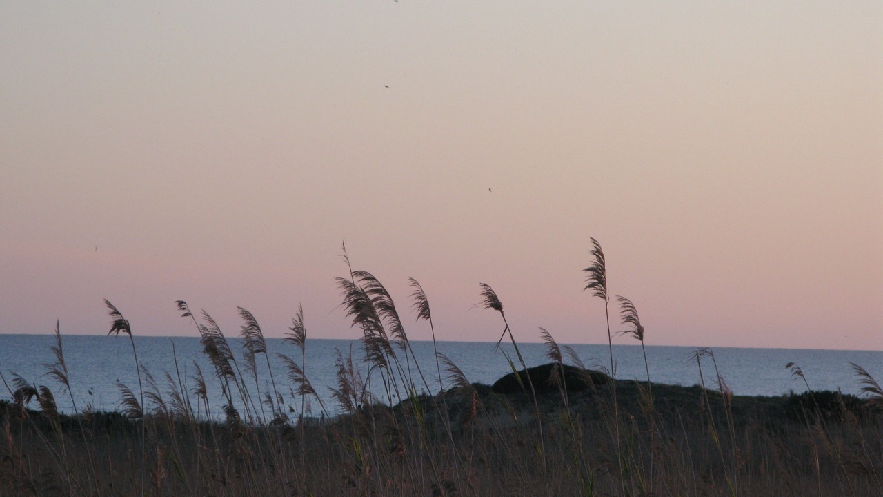 Photo of Others in Son Bou