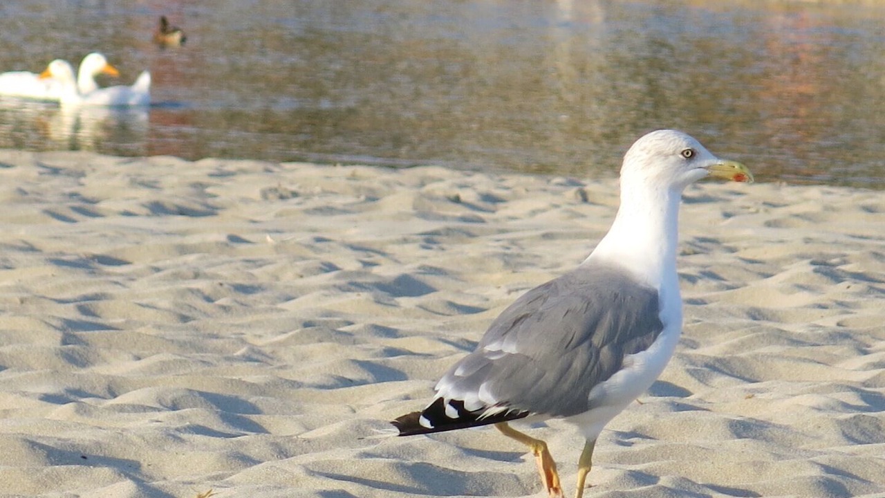 Photo of Others in Son Bou